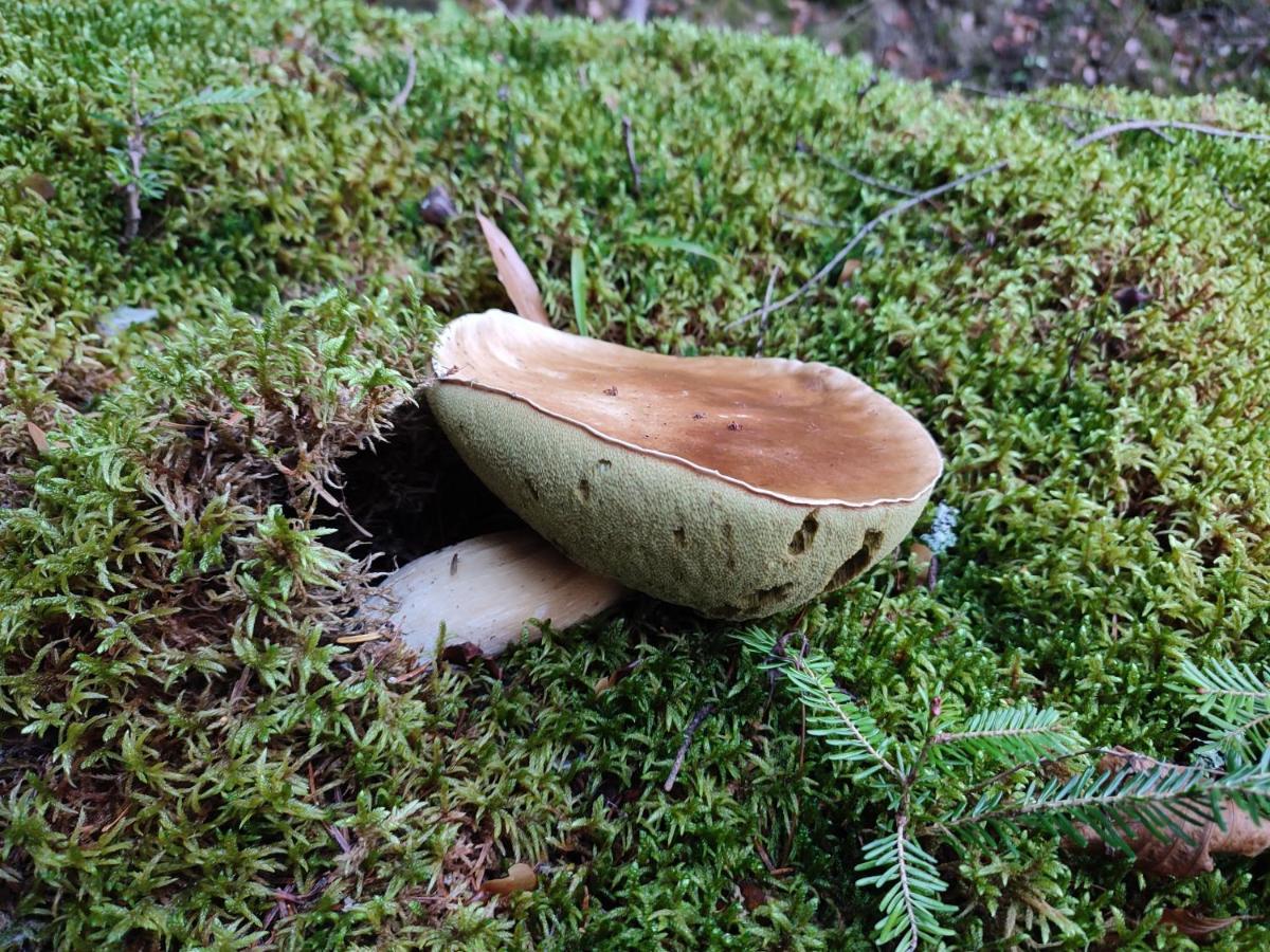 Milusia Muszyna 호텔 외부 사진